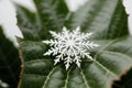 Close-up of a snowflake on a leaf