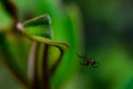 Photo of Close-up Spider Royalty Free Stock Photo