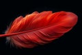 Photo Close up of striking red feather set against dramatic black backdrop