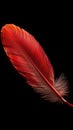 Photo Close up of striking red feather set against dramatic black backdrop