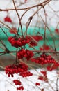 Viburnum close-up. Winter, January.