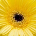 Close-up of yellow gerbera flower Royalty Free Stock Photo