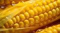 The photo is a close up on the yellow kernels in the corn cob, dripping with drops of water. Corn as a dish of thanksgiving for Royalty Free Stock Photo