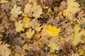 Photo closeup of autumn colorful yellow golden thick blanket of fallen dry maple leaves on ground deciduous abscission period over Royalty Free Stock Photo