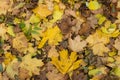 Photo closeup of autumn colorful yellow golden thick blanket of fallen dry maple leaves on ground deciduous abscission period over Royalty Free Stock Photo