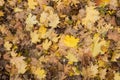 Photo closeup of autumn colorful yellow golden thick blanket of fallen dry maple leaves on ground deciduous abscission period over Royalty Free Stock Photo