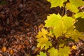 Photo closeup of autumn colorful yellow golden thick blanket of fallen dry maple leaves Royalty Free Stock Photo