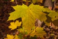 Photo closeup of autumn colorful yellow golden thick blanket of fallen dry maple leaves Royalty Free Stock Photo