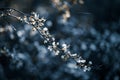 Photo of closeup blossoming tree in forest or park. Beautiful nature background