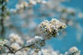 Photo of closeup blossoming tree in forest or park. Beautiful nature background