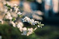 Photo of closeup blossoming tree in forest or park. Beautiful nature background