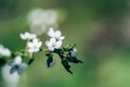 Photo of closeup blossoming tree in forest or park. Beautiful nature background