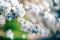 Photo of closeup blossoming tree in forest or park. Beautiful nature background