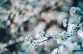 Photo of closeup blossoming tree in forest or park. Beautiful nature background