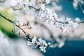 Photo of closeup blossoming tree in forest or park. Beautiful nature background