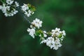 Photo of closeup blossoming tree in forest or park. Beautiful nature background