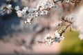 Photo of closeup blossoming tree in forest or park. Beautiful nature background