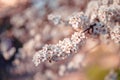 Photo of closeup blossoming tree in forest or park. Beautiful nature background