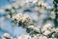 Photo of closeup blossoming tree in forest or park. Beautiful nature background