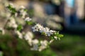 Photo of closeup blossoming tree in forest or park. Beautiful nature background