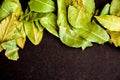 Photo of closeup green texture of bay leaf on black background, top view, copy space Royalty Free Stock Photo
