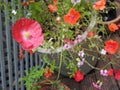 Miniature macro closeup red poppy poppies flowers flower plants plant petals delicate garden gardens summer spring stamen potted Royalty Free Stock Photo