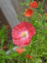 Miniature macro closeup red poppy poppies flowers flower plants plant petals delicate garden gardens summer spring stamen potted Royalty Free Stock Photo