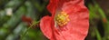 Miniature macro closeup red poppy poppies flowers flower plants plant petals delicate garden gardens summer spring stamen potted Royalty Free Stock Photo