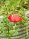 Miniature macro closeup red poppy poppies flowers flower plants plant petals delicate garden gardens summer spring stamen potted Royalty Free Stock Photo