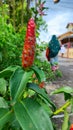 Photo closeup of Pacing Pentul Costus spicatus flower Royalty Free Stock Photo