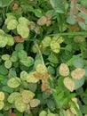 Photo of clourfull leafs in the garden india