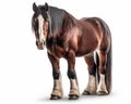 photo of Clydesdale heavy draft-horse breed isolated on white background. Generative AI Royalty Free Stock Photo