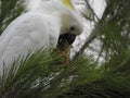 Cockatoo eating a pinecone