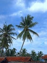 photo of coconut tree in my village yard Royalty Free Stock Photo