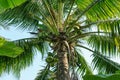 A coconut tree on sunny day Royalty Free Stock Photo