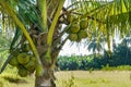 A coconut tree on sunny day Royalty Free Stock Photo