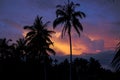 photo of coconut trees background atmosphere of clouds in the afternoon Royalty Free Stock Photo
