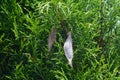 photo of a cocoon hanging on a tree Royalty Free Stock Photo