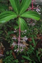 Photo of Coffea arabica flower plant. Its latin name is Coffea arabica. Royalty Free Stock Photo