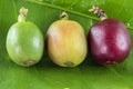 Coffee fruits at different stages of mature on the leaf close up