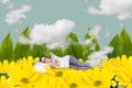 Photo collage artwork of dreamy charming lady sleeping yellow flowers lawn isolated graphical background Royalty Free Stock Photo