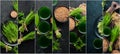 Photo collage, banner, The juice from the green sprouted wheat, and wheat grains. On a black background. Micro Green. Healthy food Royalty Free Stock Photo