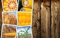 Photo collage of corn maize in agriculture Royalty Free Stock Photo