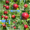 Photo collage: nectarines on a tree