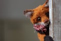 photo of a collectible cunning but kind handmade red fox Teddy, suitable for printing in a calendar card or for