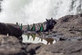 Photo of a collection of colourful butterflies at a watering place