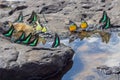 Photo of a collection of colourful butterflies at a watering place