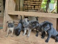 photo of a collection of small and cute puppies