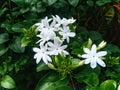 photo of a collection of white jasmine flowers and green leaves. Nature picture