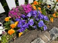 Colorful Assortment of Flowers During Spring